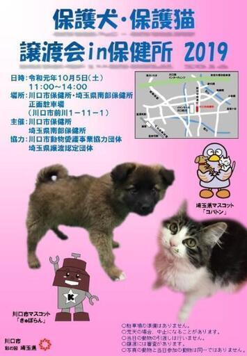保護犬 保護猫譲渡会 in 川口保健所 またたび家 蕨の地域 お祭りのイベント参加者募集 無料掲載の掲示板 ジモティー