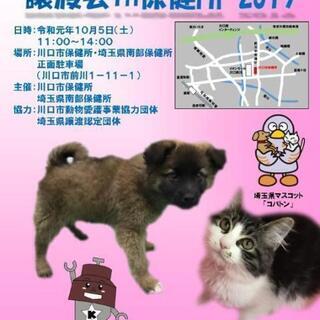 保護犬☆保護猫譲渡会 ＩＮ 川口保健所