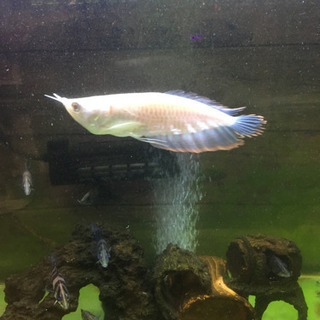 アルビノシルバーアロワナ ショートボディ 希少