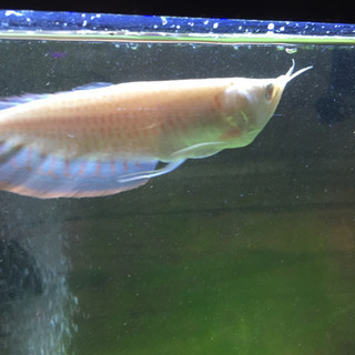 アルビノシルバーアロワナ ショートボディ 希少 アルビノシルバーアロワナ ショートボディ 希少