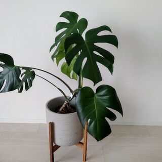 大阪府 枚方市の中古観葉植物が無料 格安で買える ジモティー
