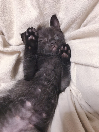 里親募集 黒猫 男の子 生後4週間 江戸っ子ママ 藤が丘の猫の里親募集 ジモティー