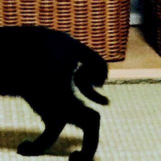車の中だけで育った黒猫ちゃん。6ヶ月。 − 熊本県