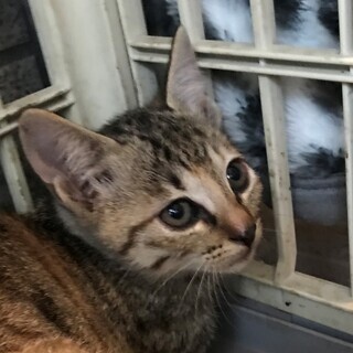 子猫キジ茶シロ1.5ヵ月