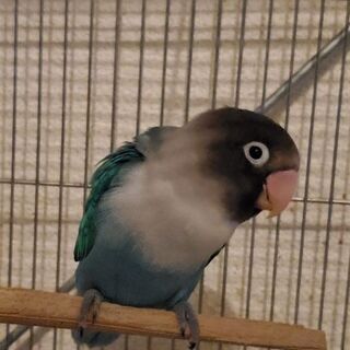 募集停止しました★ボタンインコ　ブルー♂　★