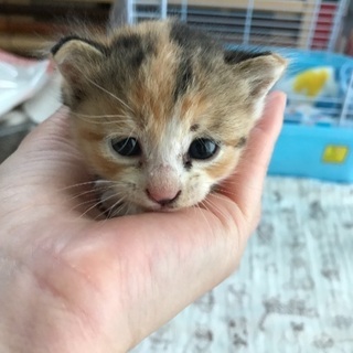 生後3週間の縞三毛猫