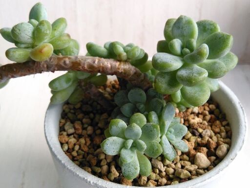 売り切れました多肉植物ロッティ ことり 川崎のその他の中古あげます 譲ります ジモティーで不用品の処分