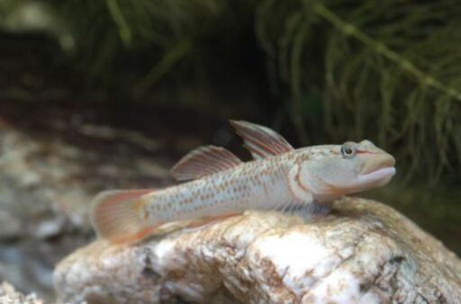 沼ハゼ ヨシノボリ 1匹10円 要在庫確認 C R O 大阪のその他の中古あげます 譲ります ジモティーで不用品の処分