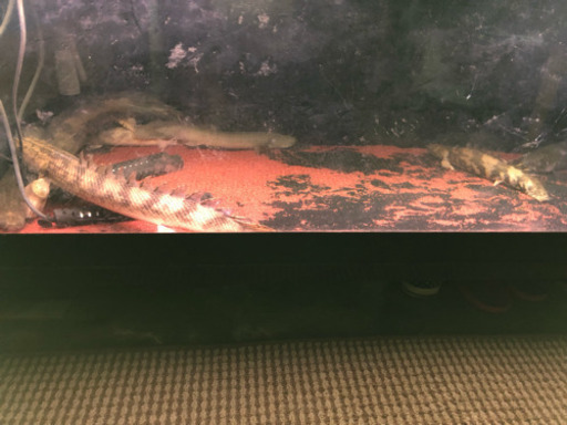 アクアリウム 水槽 3点セット 古代魚 【公式通販】