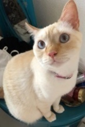 美しい青い目の白猫ちゃん 4才の女の子 銀 Ruru 甲斐の猫の里親募集 ジモティー 美しい青い目の白猫ちゃん 4才の女の子 銀 Ruru 甲斐の猫の里親募集 ジモティー