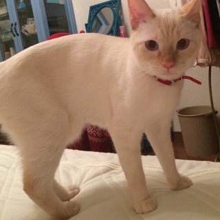 美しい青い目の白猫ちゃん 4才の女の子 銀 Ruru 甲斐の猫の里親募集 ジモティー