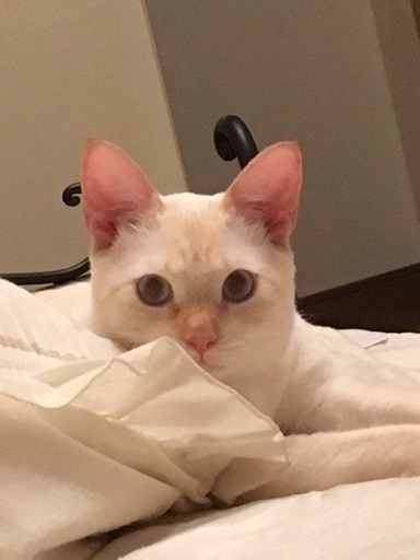 美しい青い目の白猫ちゃん 4才の女の子 銀 Ruru 甲斐の猫の里親募集 ジモティー 美しい青い目の白猫ちゃん 4才の女の子 銀 Ruru 甲斐の猫の里親募集 ジモティー