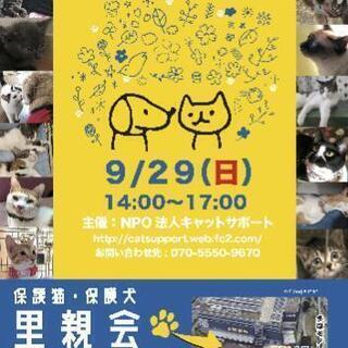 9/29(日)IKEA立川にて保護猫・保護犬里親会（譲渡会）