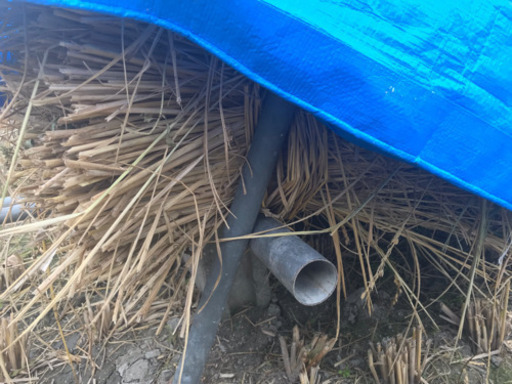 天日干しの藁なので、果物生産者の方、牛舎や家畜を育てている方、必要とされる方に安価でお譲りします。