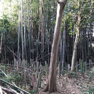 竹やぶジャングルの開拓を手伝ってくれる方募集！