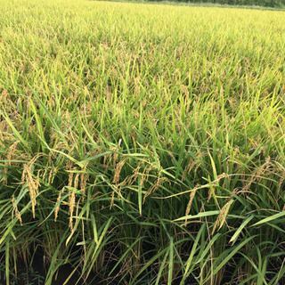 新米！ 令和4年産 採れたてキヌヒカリ（玄米）60kg（１俵 ...