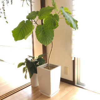 大きい 観葉植物 ウンベラータ Tak M 熊本のその他の中古あげます 譲ります ジモティーで不用品の処分 大きい 観葉植物 ウンベラータ Tak M 熊本のその他の中古あげます 譲ります ジモティーで不用品の処分
