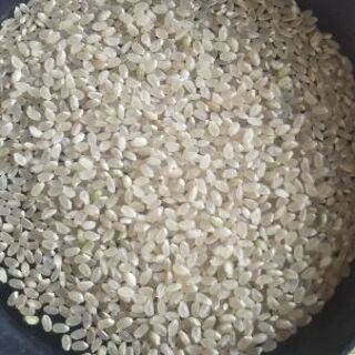 新米令和1年産東北194号(ササ結)(環境保全米)玄米30Kg