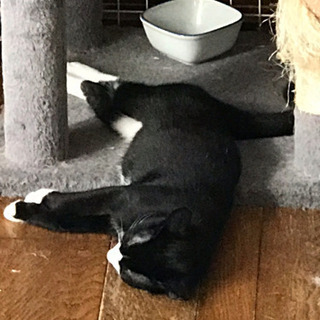 生後3ヶ月 黒白猫 オス - 猫