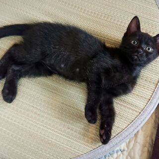 甘えん坊な黒猫ばんちゃん