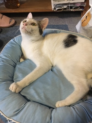 4キロの成猫です 女の子 シェイク みー 古高松の猫の里親募集 ジモティー 4キロの成猫です 女の子 シェイク みー 古高松の猫の里親募集 ジモティー