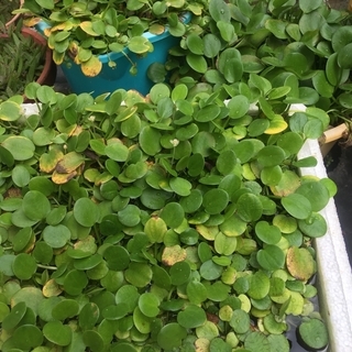 アマゾンフロッグビット メダカ飼育にどうですか ぱそちゃん 桑名のその他の中古あげます 譲ります ジモティーで不用品の処分