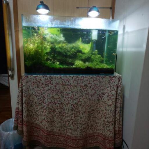 即決一万円‼️ｺﾄﾌﾞｷ水槽、グッピー、シュリンプ‼️