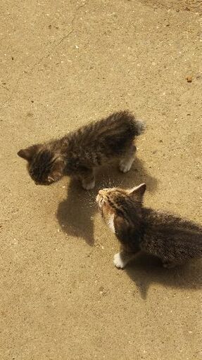 育児放棄された子猫たち こまめ 佐原の猫の里親募集 ジモティー 育児放棄された子猫たち こまめ 佐原の猫の里親募集 ジモティー