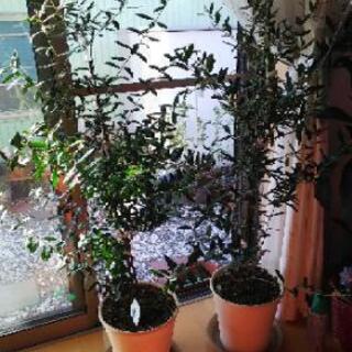 オリーブの挿し木 剪定した挿し木のみお譲り ジュン 中村公園の家具の中古あげます 譲ります ジモティーで不用品の処分