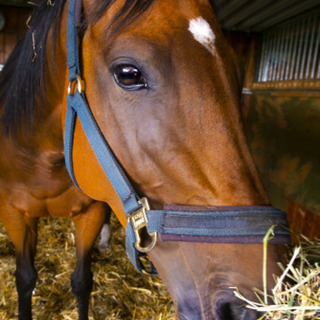 月収45万可能！競争馬の輸送ドライバー大募集！寮も完備です★😉