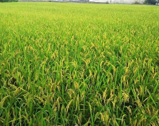 10/13日(15時～16時) 豊後大野市 まで山香のお米30㎏配達します。