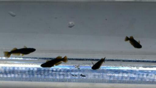オロチ光体型ヒレ長黄鰭(ゼウス）若魚メダカ