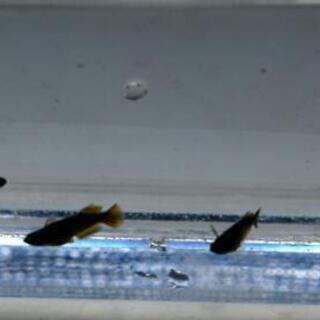 オロチ光体型ヒレ長黄鰭(ゼウス）若魚メダカ
