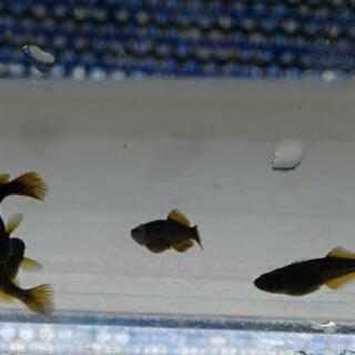 オロチ光体型ヒレ長黄鰭(ゼウス）若魚メダカ