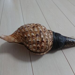 ☆値下げ☆ほら貝 法螺貝 ホラ貝 | drleonardocatizani.com.br