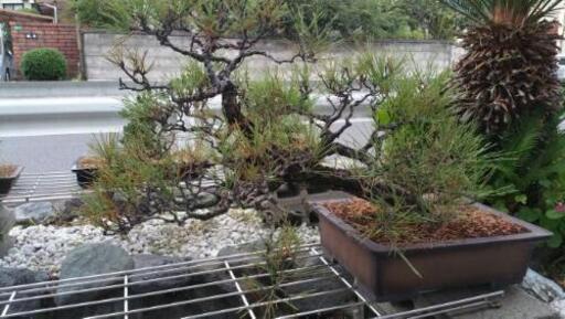 黒松盆栽　②