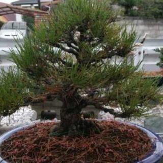黒松盆栽　③