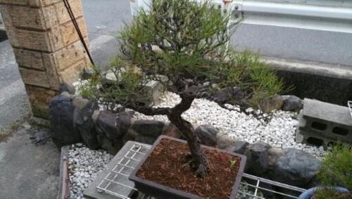 黒松盆栽　④