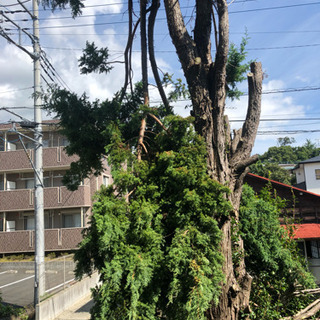 倒木復旧、対処致します。の画像