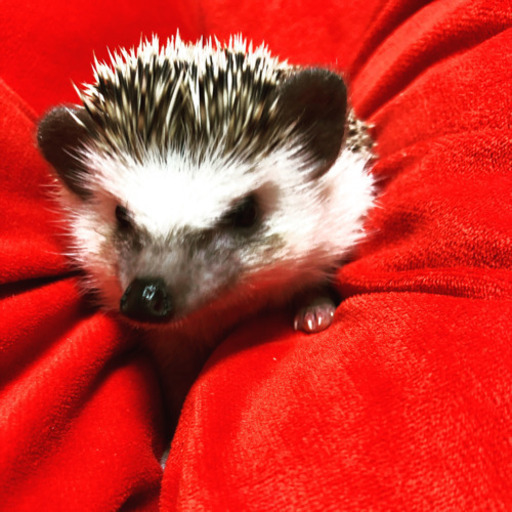 2 22産まれ ハリネズミ シェリー 名古屋のその他の里親募集 ジモティー