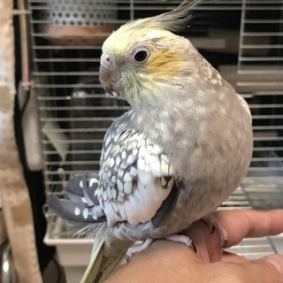 【10/19募集開始】オカメインコ（パールバイド）1才