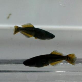 オロチ光体型ヒレ長黄鰭(ゼウス）若魚メダカ
