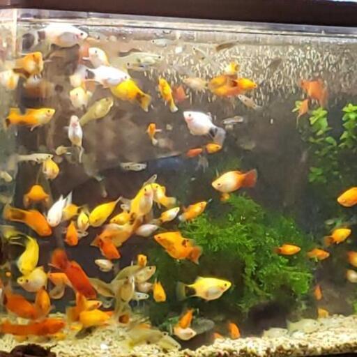 熱帯魚 プラティ ソラっち 鶴ヶ峰の家具の中古あげます 譲ります ジモティーで不用品の処分