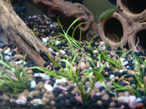 熱帯魚用 水草 ソイル約350g 底砂 ソイル混じり Kakaka 南千里の家具の中古あげます 譲ります ジモティーで不用品の処分