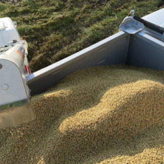 値下げ中！採れたて！キヌヒカリ！1俵（60kg）令和4年 新米（玄米）