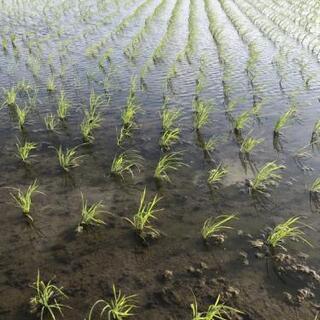 【新米】茨城県産 コシヒカリ 30kg【令和元年度】