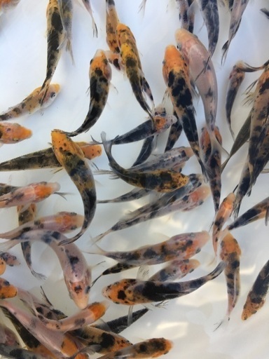 大量販売【錦鯉】稚魚20匹 (無選別)