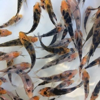 錦鯉 稚魚(5匹)