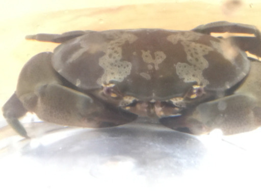 スベスベマンジュウガニ ゆずるん 藤枝のその他の中古あげます 譲ります ジモティーで不用品の処分