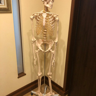 骨格標本/人体骨格模型/骨格標本/170cm/スタンド付き
